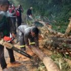 Rawan Pohon Tumbang, Pengendara di Himbau Tetap Waspada di Jalinsum Sibaganding