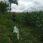 50% dari 250Ha Lahan Pertanian di Dolog Marlawan Alih Fungsi ke Tanaman Jagung