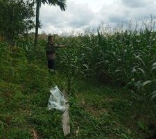 50% dari 250Ha Lahan Pertanian di Dolog Marlawan Alih Fungsi ke Tanaman Jagung