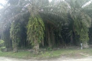 Unit Bah Birong Ulu Kurang Koperatif Dalam Situasi Perawatan Kebun