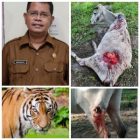 Terkait Serangan Harimau Terhadap Lembu Warga di Bah Birong Ulu,Kadishut Ingatkan Warga Tetap Waspada