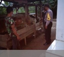 Bhabimkantibnas Polres Simalungun Laksanakan Monitoring dan Edukasi Penyakit Mulut dan Kuku Kepada Para Peternak di Desa Binaannya