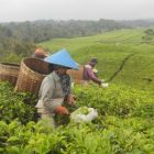 PTPN IV Klarifikasi Terkait Rencana Konversi Tanaman Teh Menjadi Sawit