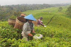 PTPN IV Klarifikasi Terkait Rencana Konversi Tanaman Teh Menjadi Sawit