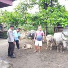 Kapolsek Balata AKP Armada Simbolon Himbau Masyarakat Tidak Membuang Kotoran Ternak Lembu Ke Sungai dan Irigasi