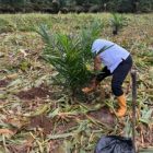 Penanaman Bibit Kelapa Sawit Langsung di Lakukan di Areal HGU Afdeling II  Kebun Bah Jambi