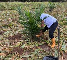 Penanaman Bibit Kelapa Sawit Langsung di Lakukan di Areal HGU Afdeling II  Kebun Bah Jambi