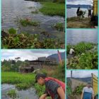 PT GHM Peduli Lingkungan Bersihkan Eceng Gondok Di Danau Toba Tomok