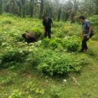 Polsek Bangun Tindaklanjuti Laporan Peredaran Narkoba Di Nagori Bangun  Pelaku Tak Ditemukan Di Lokasi