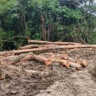 Pohon Pinus di DAS Jembatan Siserasera Habis Dibabat Mafia Kayu